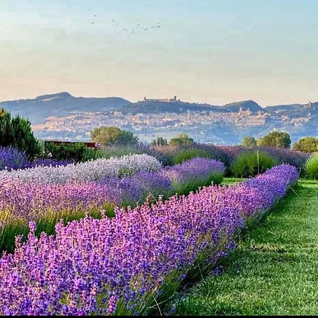 Casa Letizia - Assisi Tordandrea